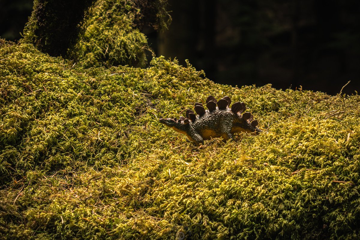 RobkWatson's tweet photo. Trying out a bit of miniature photography at Glenbower Woods.

#toyphotography #Dinosaur #triceratops #Prehistoric #Raptor https://t.co/ibyUfprq4Q