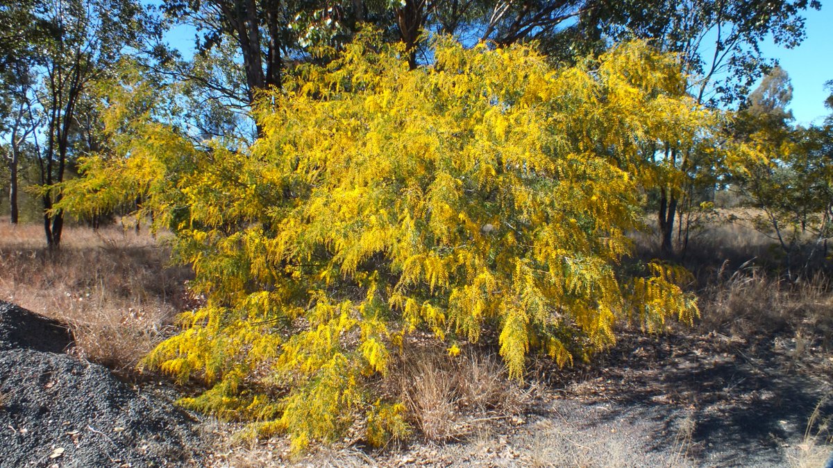 Hueycrewman's tweet photo. Japan has the Cherry Blossoms but here in Australia we have millions of wild "Wattle" bushes. This one thinks that spring is already here. https://t.co/IrolNMJ0rp