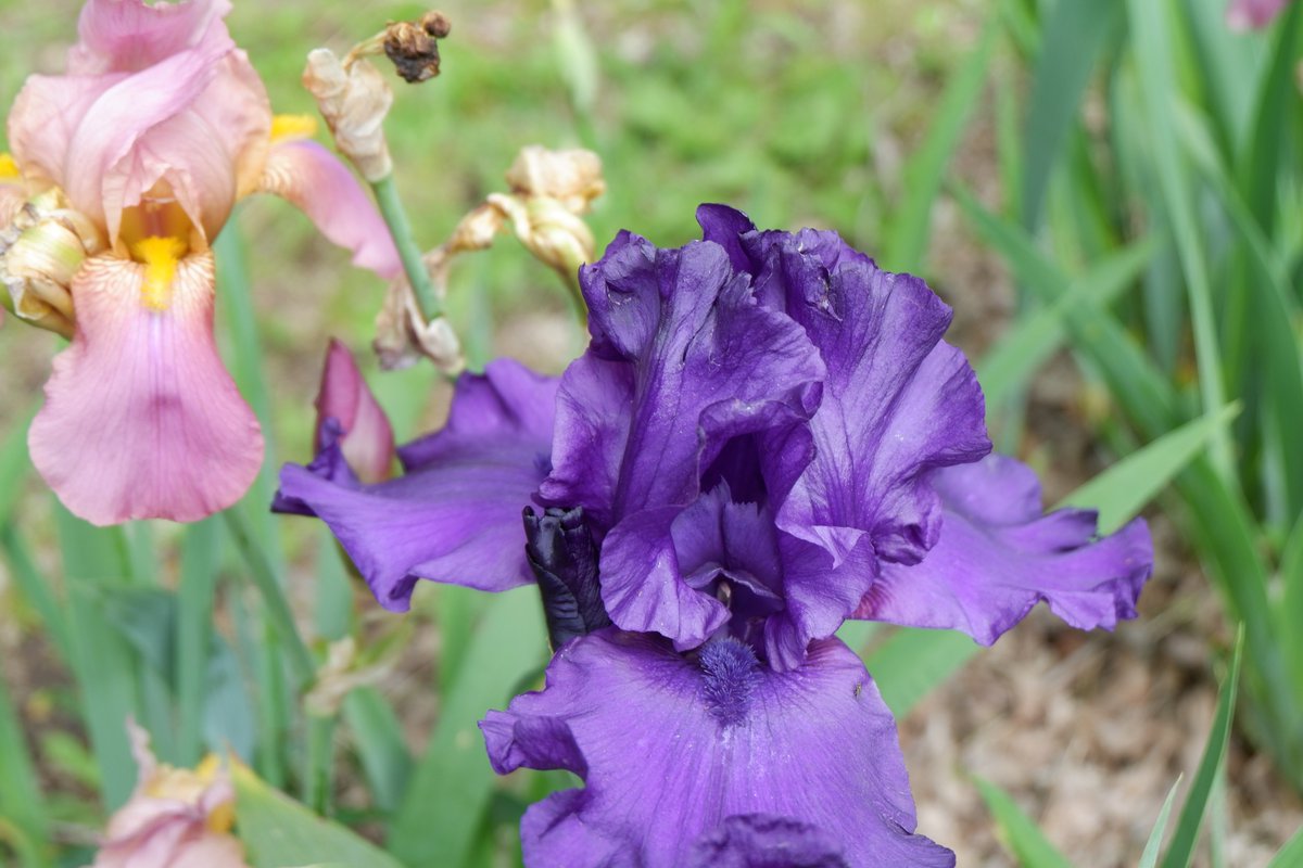 InfoMod8's tweet photo. Happy Monday! 😎
Have a great week, everybody! 🎇
Thank you, followers! 🌻
#iris https://t.co/o2CP5UUQ0N