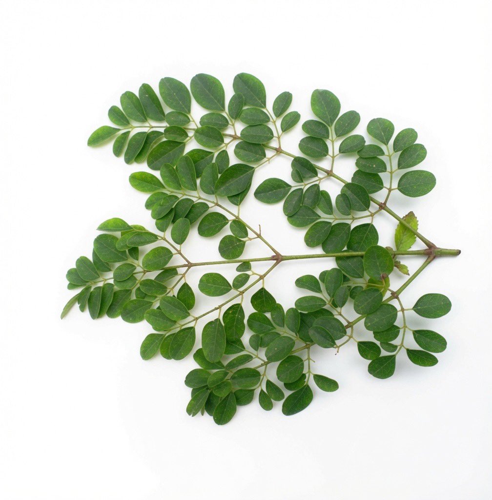 HerbalistChief's tweet photo. For breast feeding mothers with scanty breast milk, add moringa leaves to her soup, stew or use the leaves as tea once daily. 

Her breast milk will flow like a dam. Nature heals. https://t.co/8DuuE6vR6L