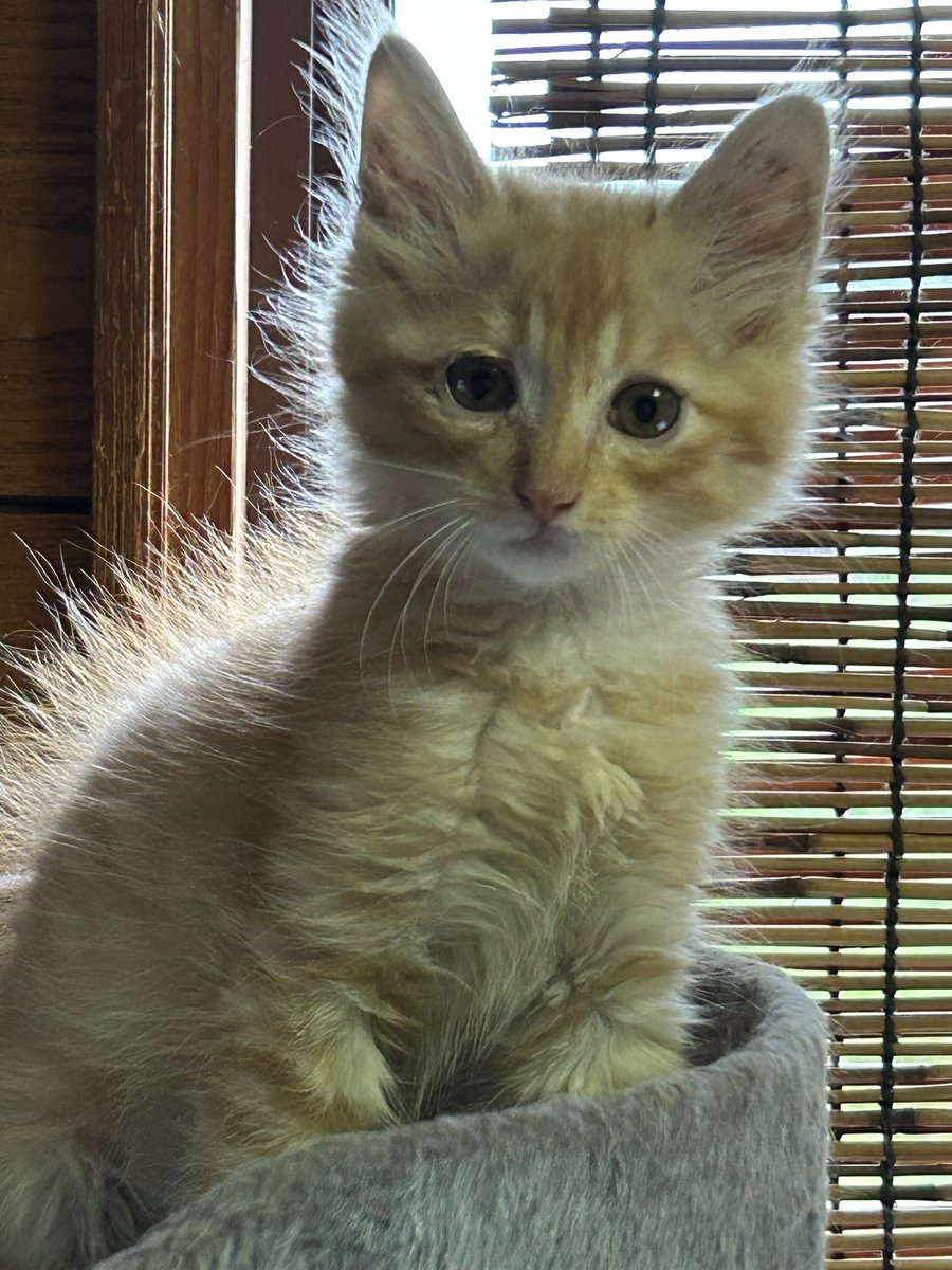 cattyy001's tweet photo. ワケあり仲間入りした
【どん兵衛】ですﾆｬ🐾

低浮上中ですがヨロシクですﾆｬ🐱

素敵な夜を✨️ https://t.co/EWfrEXQX1M