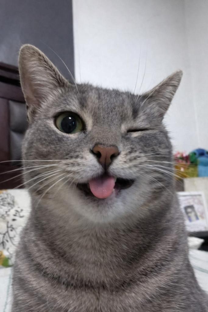 amir786925's tweet photo. Too funny with that face 😻 https://t.co/nOz8ZBVUSA