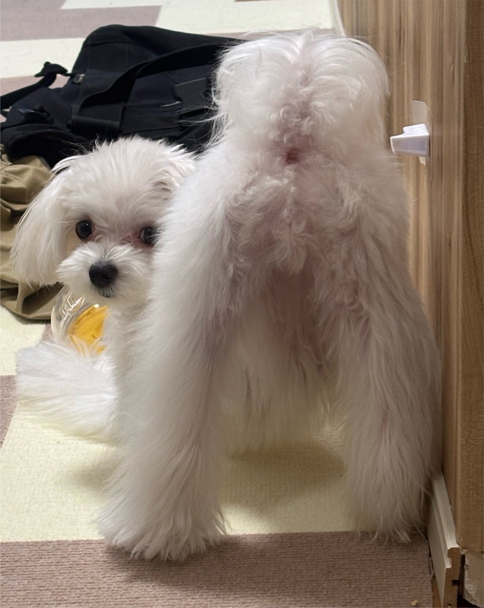 koykoy_koyuki's tweet photo. おケツ見せつけられてる ありがとう https://t.co/m8ecrlOhOy