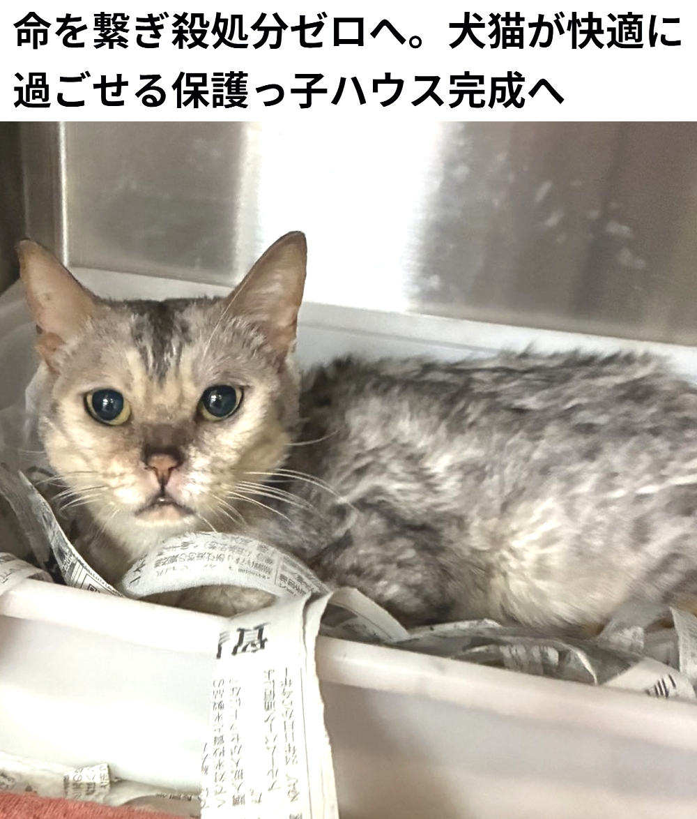 shu_ota2's tweet photo. 🆘#拡散希望🆘
【命を繋ぎ殺処分ゼロへ。犬猫が快適に過ごせる保護っ子ハウス完成へ】への御支援お願いします🙇‍♂️
↓
https://t.co/klfhwiVxEX

残り3日で、達成率89%(残り35万2千円)です！
達成率が100%に達しないと支援金を受取る事が出来ません。

ご協力お願いします🙇‍♂️ https://t.co/AfxM2cPZF0