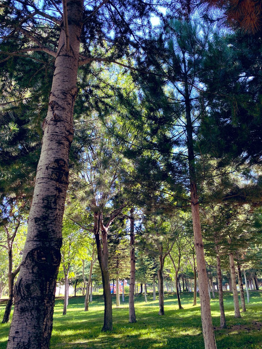 Ayglckn's tweet photo. Rengarenk ormanlar vardı ..🩷 https://t.co/JZN5vebJLc