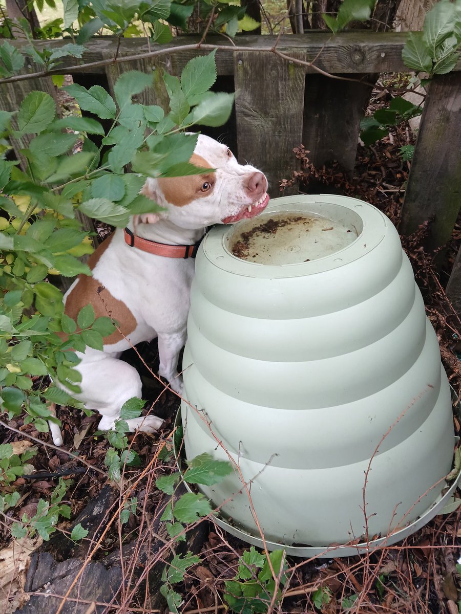 LDesesperes's tweet photo. Wee tramp drinking water oot the bin #Dugs https://t.co/RpABw0sBQ6