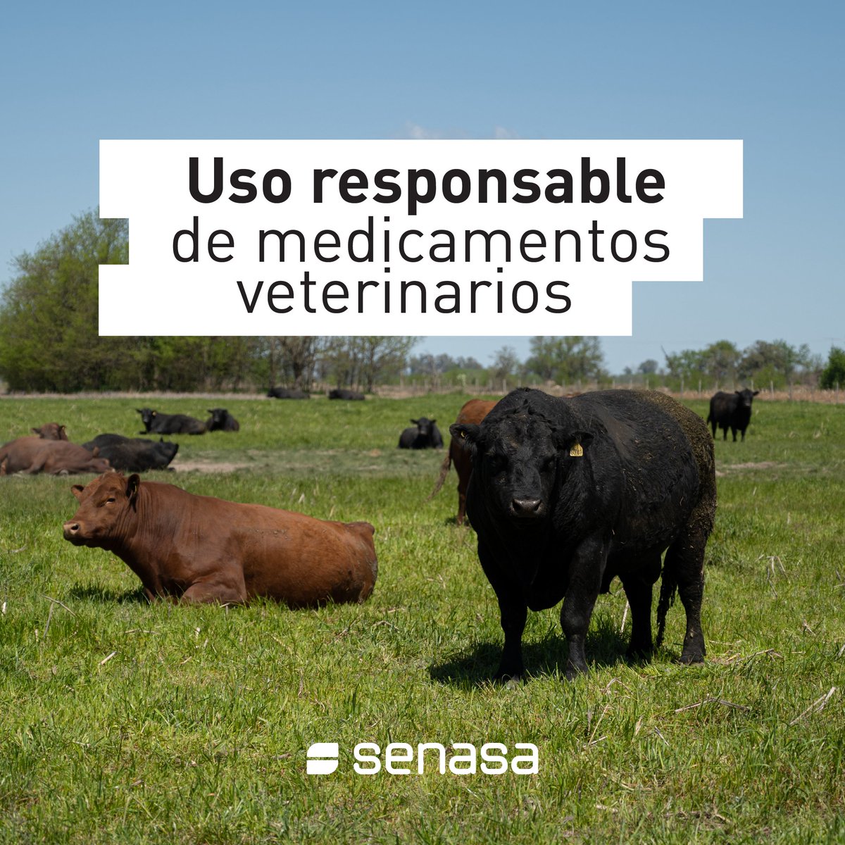 SenasaAR's tweet photo. Uso responsable de medicamentos veterinarios. Antes de medicar a tus animales:
• Consultá el vademécum oficial con el N° de certificado (CUC).
• Leé el rótulo.
• Respetá el período de retiro.
¿Encontraste un producto sin aprobación oficial? Denuncialo https://t.co/eRsTFEO29U https://t.co/ETDeuJNQ0U
