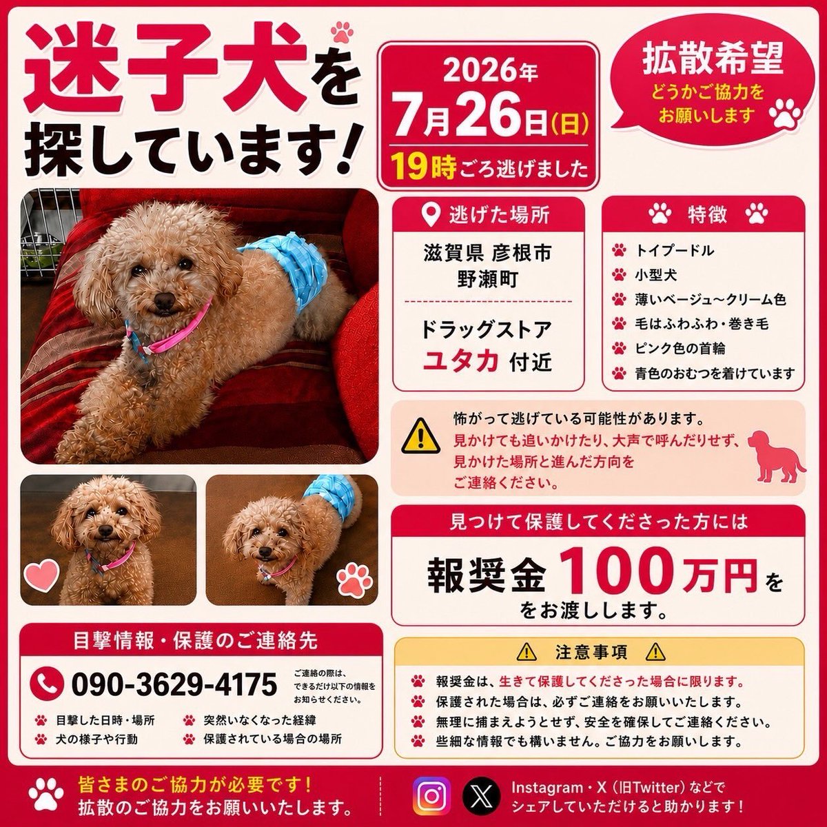 0915_taka_'s tweet photo. 【賞金100万円】
7月26日19時頃失踪 #迷子犬
滋賀県 彦根市 野瀬町

これは探す価値あるｗ https://t.co/vRKegSTp2b