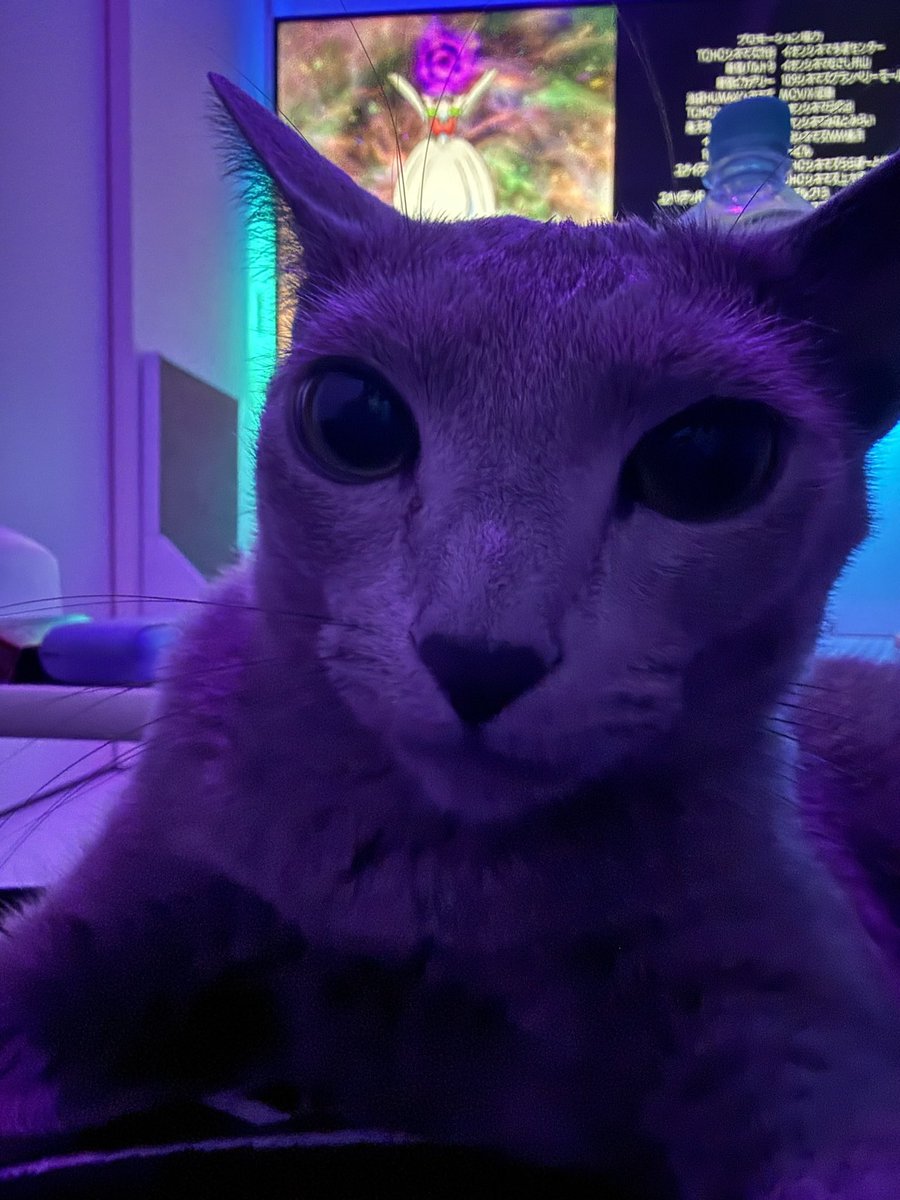 レオ🐈ポケGO🐈 tweet media