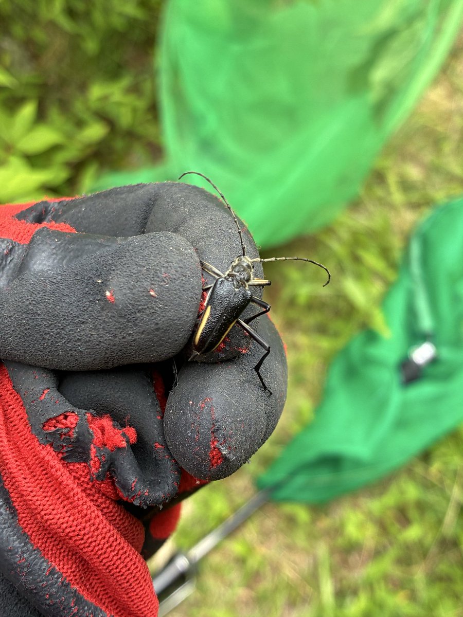 poecilocoris's tweet photo. まあ、なんとかなりました。
着いたら雨だったんですけどね。
虫少なっ！
＃昆虫採集 https://t.co/4GAe1uxgmg