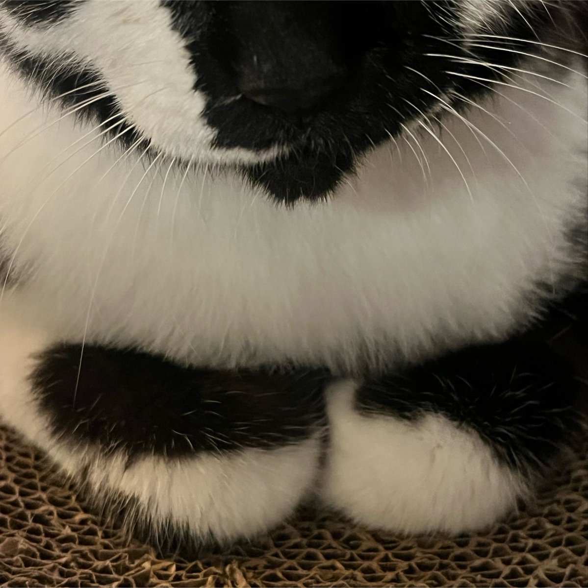 ppoppo_namchon's tweet photo. 복실복시리 보고가새여 https://t.co/xjoXF01ctQ