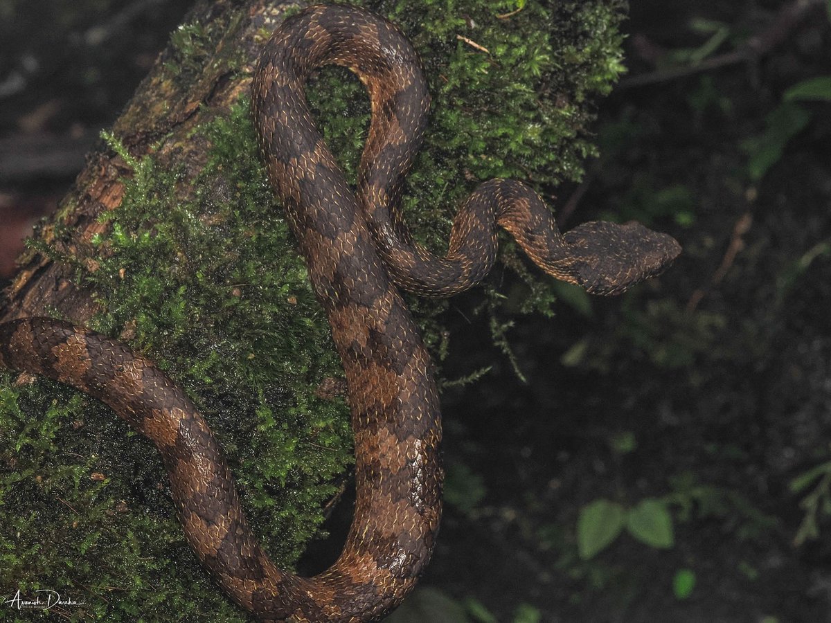 apdureha's tweet photo. “Eyes That Never Blink”

The moss holds the rain. The snake holds its ground. It watches without moving, without needing to.

This is an Annamalai pit viper, coiled on old wood, waiting the way only cold-blooded things can wait.

 #AnnamalaiPitViper #Wil… https://t.co/PFGCzJAezT https://t.co/512aYQDDUK