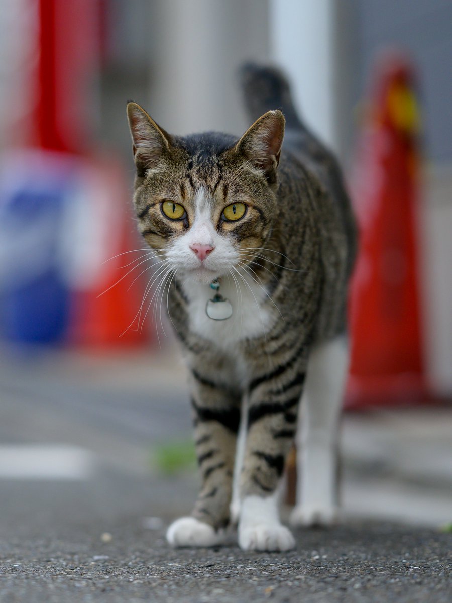 nekoneko174703's tweet photo. たまちゃん😺

#猫好きさんと繋がりたい
#写真好きな人と繋がりたい https://t.co/81eUHtDTYz