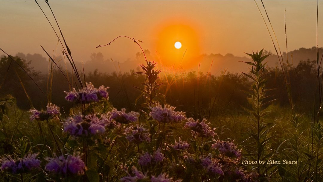 TheParklands's tweet photo. Early birds at The Parklands enjoy the wonder of sunrises, dewdrops, and magical moments. In our latest blog, longtime visitor Ellen Sears generously shares her story of morning visits to Beckley Creek Park. Read her story here: https://t.co/YsUk7MmrK8 https://t.co/ezbEA62sfi
