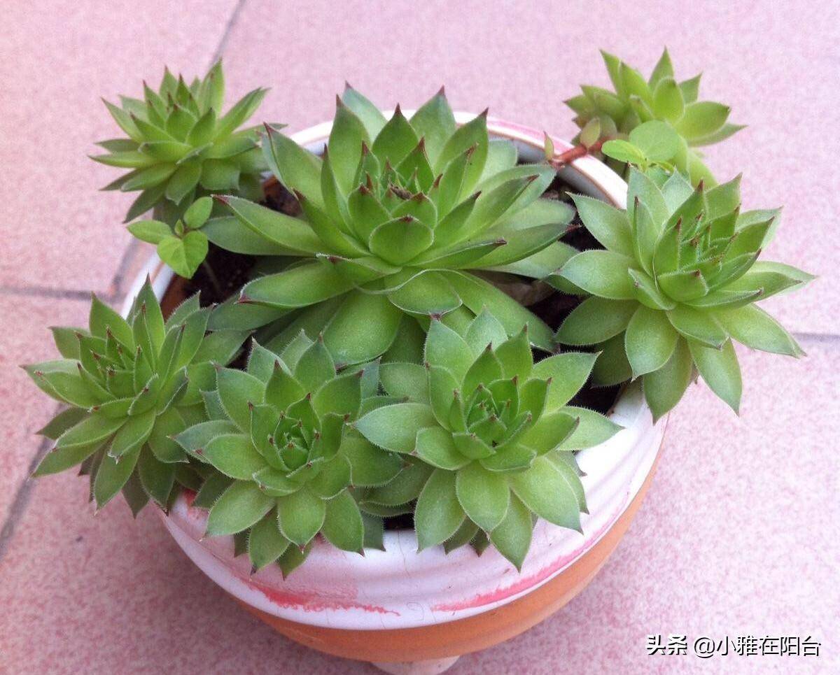 GloriaWatt92227's tweet photo. The first batch of succulents I raised now has babies  Small joys of life hit different! https://t.co/8ISdwYKzoO