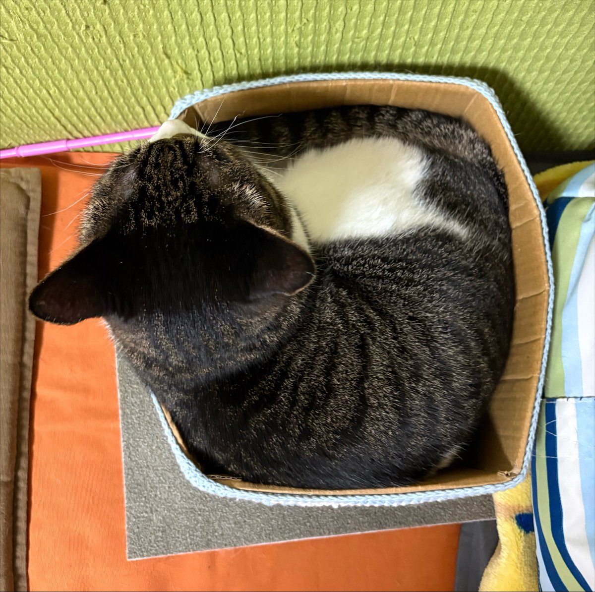 ganchan_'s tweet photo. みっちりさんのアンヨ
今日はあんまりみっちり📦じゃなかった。 https://t.co/5X40NH8rf7