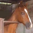 Stable tweet media