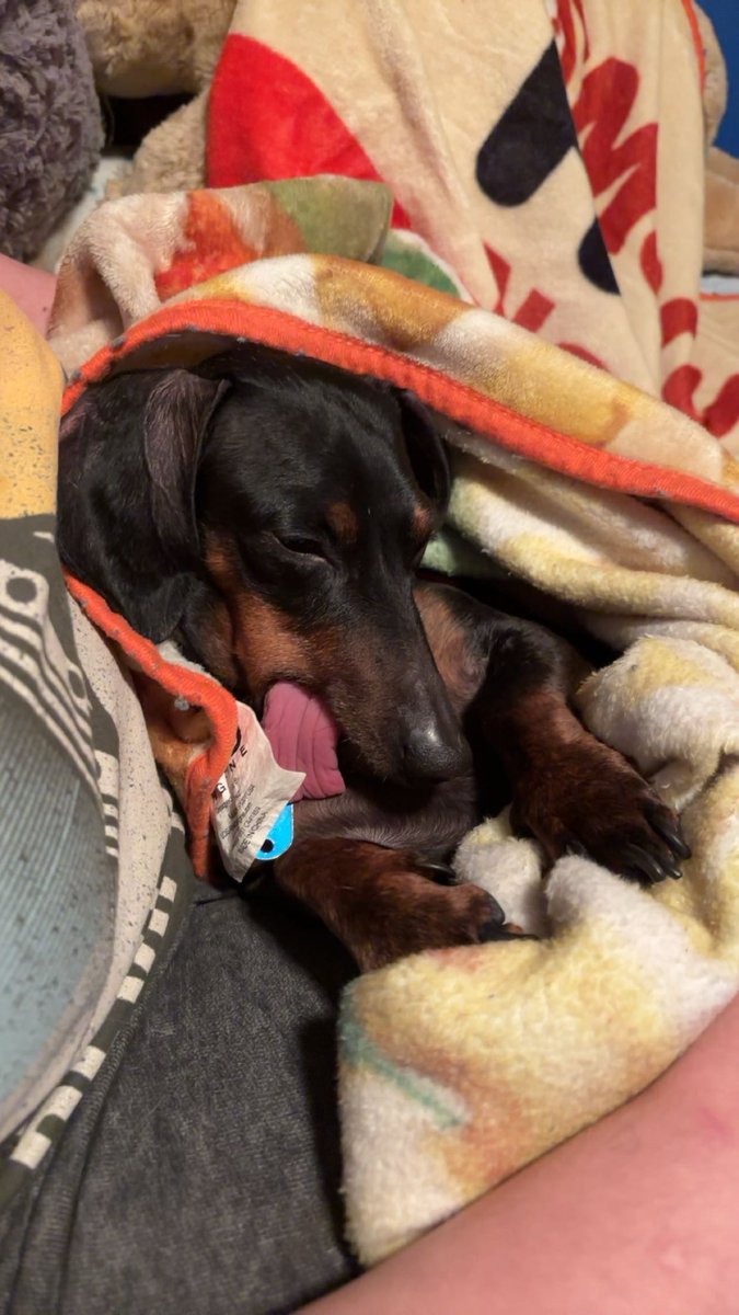 somethingt0d0's tweet photo. I have so many dog photos!! https://t.co/58kESmrT9U