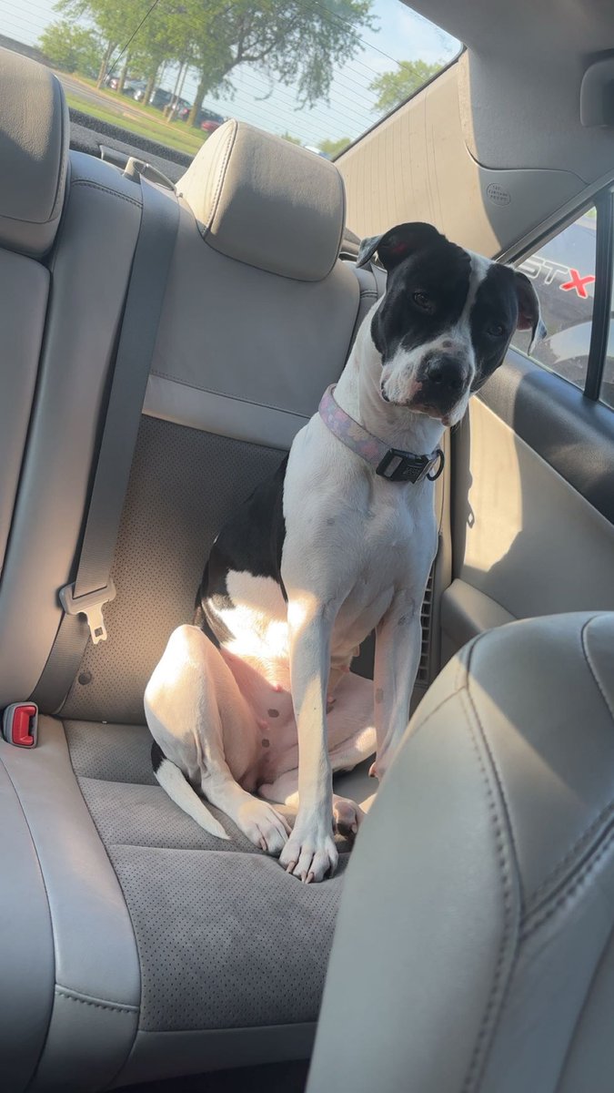 somethingt0d0's tweet photo. I have so many dog photos!! https://t.co/58kESmrT9U