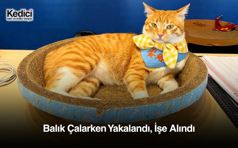 denizseckin0555's tweet photo. Tayvan’da bir otobüs terminaline yiyecek bulmak için giren sokak kedisinin hayatı, çalmaya çalıştığı bir parça balıkla değişti. Onu kovmak yerine sahiplenen terminal çalışanları, bugün binlerce kişinin görmek istediği sevimli bir “mesai arkadaşına” sahip.

Via @kedicidergisi https://t.co/LtOusoUbX9