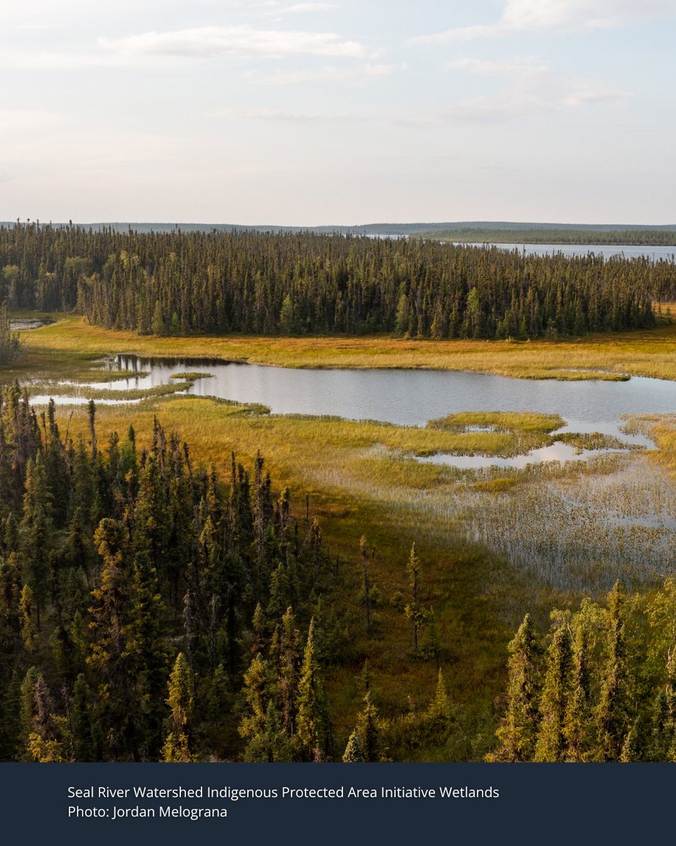 Borealconserve's tweet photo. Water in the Boreal Forest does not stop at the edge of a lake, property line or development site. It moves through wetlands, peatlands, soil and groundwater.

Protecting a river or lake means protecting the lands and waters connected to it. https://t.co/5OcYeKEe8c