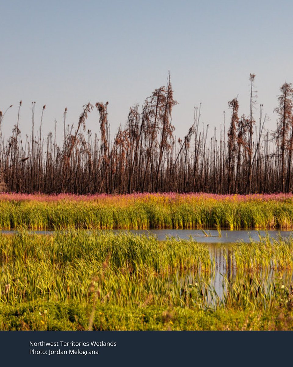 Borealconserve's tweet photo. Water in the Boreal Forest does not stop at the edge of a lake, property line or development site. It moves through wetlands, peatlands, soil and groundwater.

Protecting a river or lake means protecting the lands and waters connected to it. https://t.co/5OcYeKEe8c
