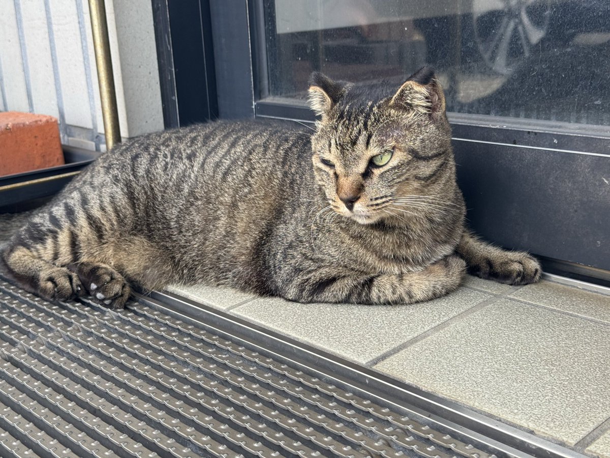 Post by motohiko sakaguti on X: ネコ🐱