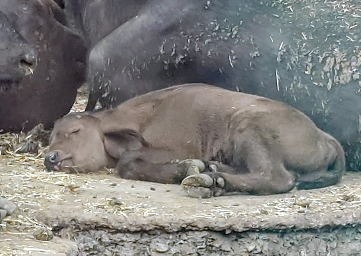 まりりん様 かわいい寝顔のスイギュウの赤ちゃんでおやすみなさい🙇