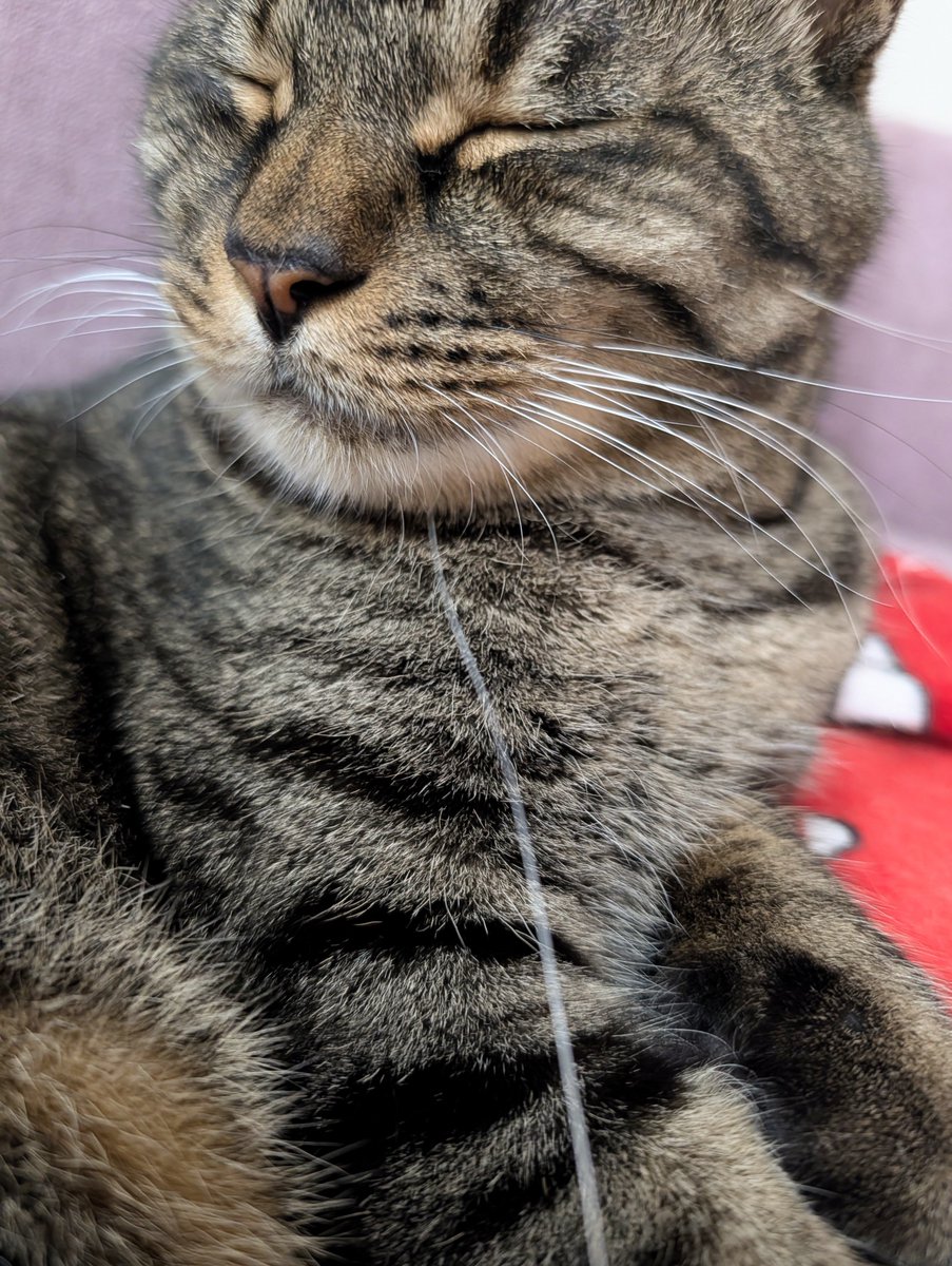 gomashio1018's tweet photo. 昨日白いスカートはいてて。あれ？なんか糸でてる？と引っ張ったら…ふりかけくんの髭だった！w ついてきちゃったのねえ。立派な髭ー。 https://t.co/Hy9nRkZWNe