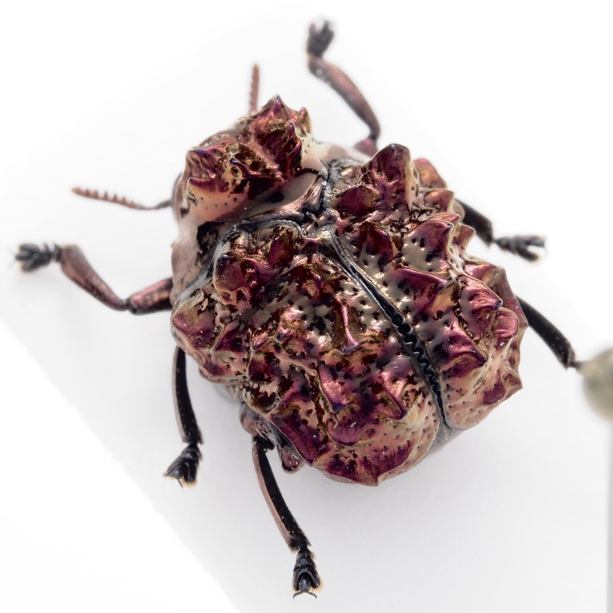 warabimochi_ic's tweet photo. https://t.co/wVnjQyvOxe