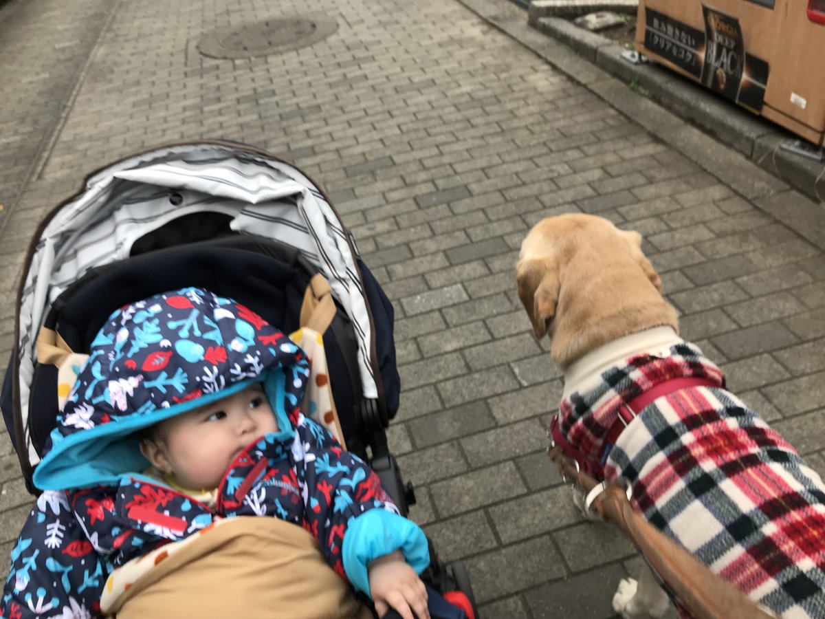macha_daichi's tweet photo. 日本に根付く【犬にまつわる間違い】21

『服を着せられている犬はかわいそう』❌

本当は…
・短毛種やシングルコート、シニア犬の防寒になる
・皮膚病治療中の保護や掻きむしり防止
・蚊、マダニ、直射日光対策にも
など。

「犬は毛皮着てるのに…」←これ、もう時代遅れです。
犬を知ろう。 https://t.co/yDfEjwl4a5
