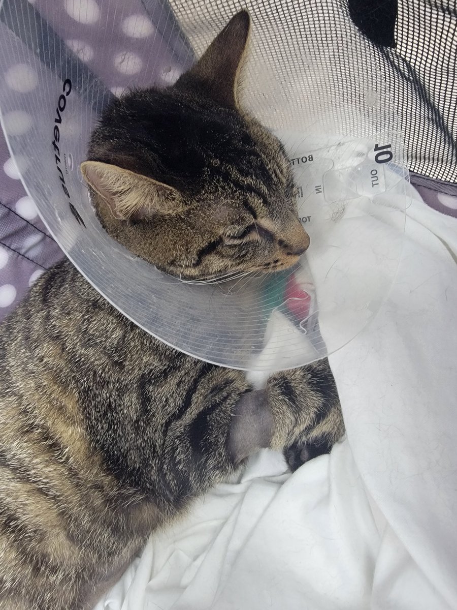 soloplayer_119's tweet photo. Good morning everyone
Atlas is currently running on IV Fluids.
Any help small and large, to just reposting or sharing is deeply appreciated.

He's a tough little but I know he can make it 

https://t.co/mSap6aj7Ad https://t.co/4NWRsKy4Hr