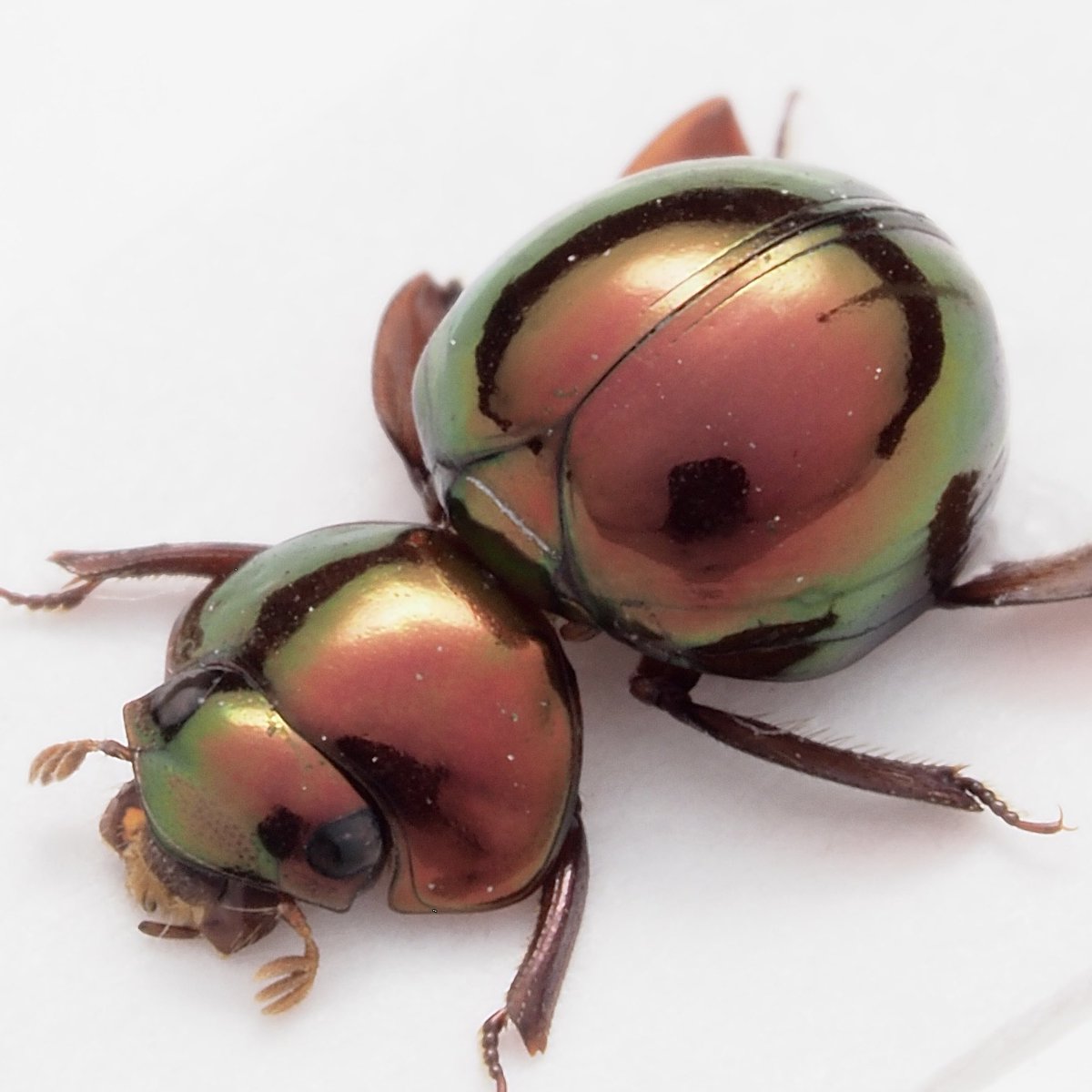warabimochi_ic's tweet photo. Ceratocanthopsis cf. fulgida
ペルーの真っ赤なマンマルコガネ
Twitter君その画像表示はちょっとあれだぞ、前のに戻してくれ… https://t.co/0O7YqqaYmE