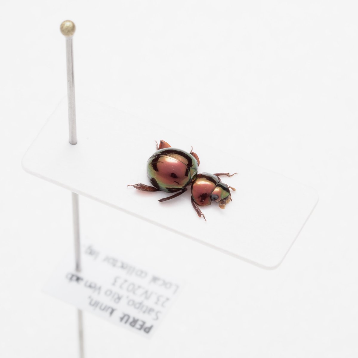 warabimochi_ic's tweet photo. Ceratocanthopsis cf. fulgida
ペルーの真っ赤なマンマルコガネ
Twitter君その画像表示はちょっとあれだぞ、前のに戻してくれ… https://t.co/0O7YqqaYmE