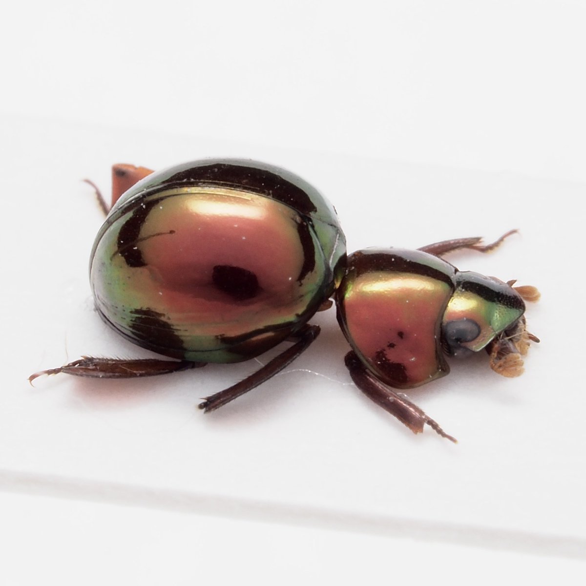 warabimochi_ic's tweet photo. Ceratocanthopsis cf. fulgida
ペルーの真っ赤なマンマルコガネ
Twitter君その画像表示はちょっとあれだぞ、前のに戻してくれ… https://t.co/0O7YqqaYmE