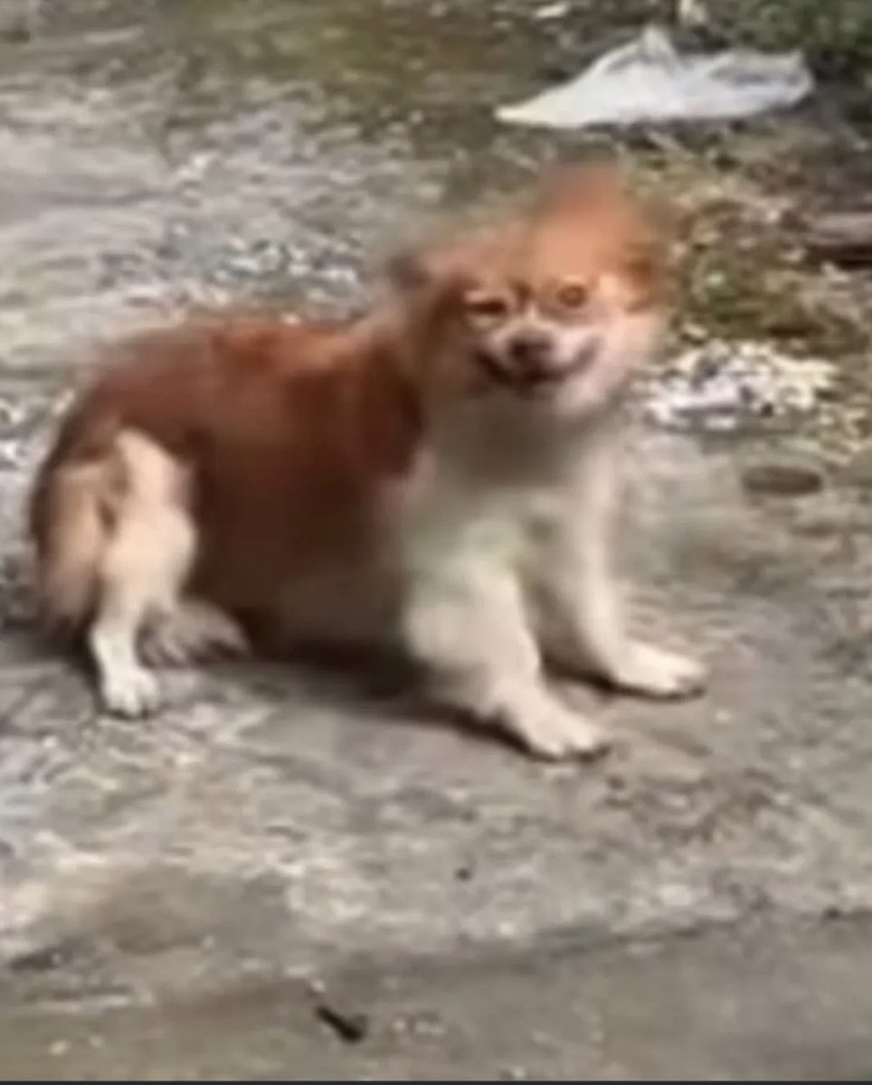 PurzXO's tweet photo. They are waiting for us to fail. If we don't stop the cruelty now, we won't get another chance

https://t.co/s2i0I55V6Q

#JusticeforWangWang #Animalcruelty #Endanimalcruelty 
#Stopanimalcruelty #WangWang https://t.co/Udp8nWNKCp