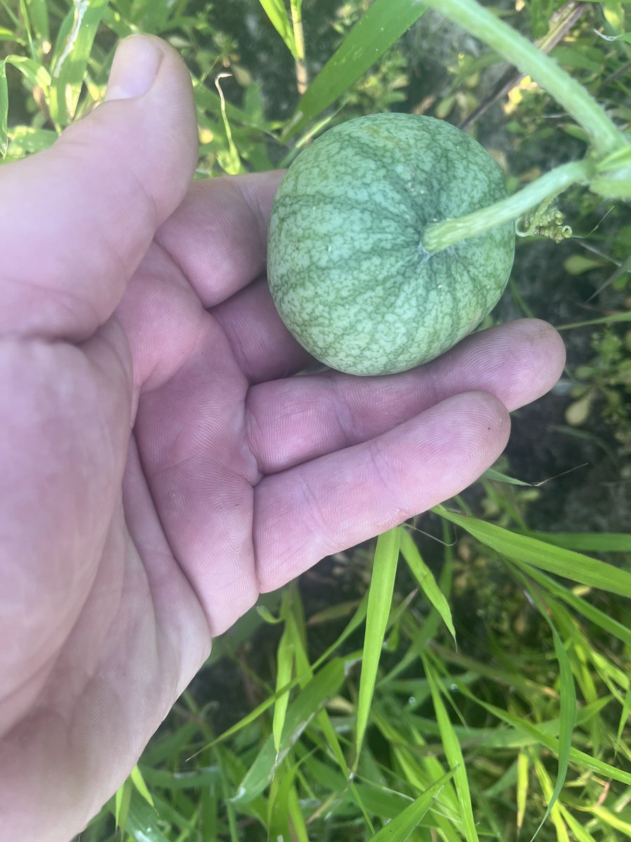 BigA7508's tweet photo. Found 3 “Sugar Baby” Watermelon on the vine I sure hope they make , I’d love a garden fresh melon 🍉 🍈 #GardenOn #GrowYourOwn #WatermelonCrawl https://t.co/EOMUPB32m2