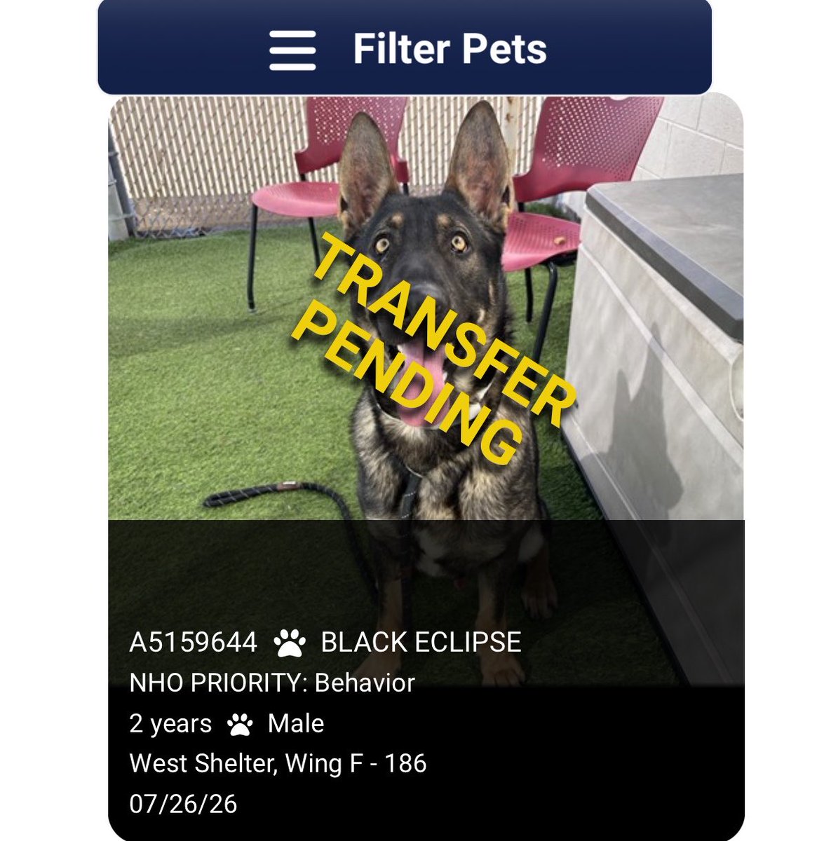 LilaFlw's tweet photo. Update: Black Eclipse is safe! Getting transferred to rescue 🎉 Thank you, everyone, for helping this precious boy 💚 https://t.co/uuqqTvBeFF