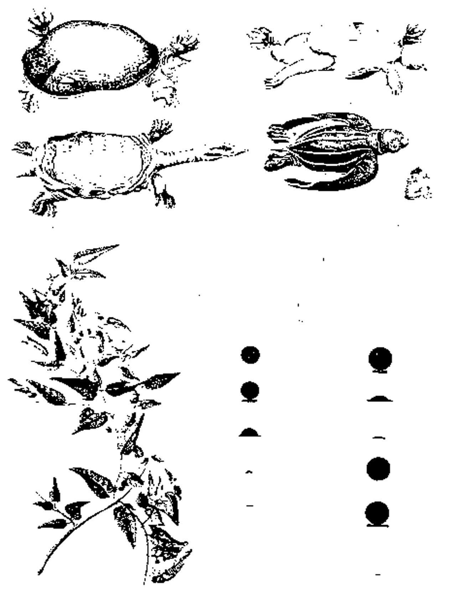 sorae_jp's tweet photo. 1769年当時に描かれた「金星の太陽面通過」のスケッチ【今日の宇宙画像】
https://t.co/0v90tupVIi

紙面にはさまざまな動植物が描かれ、右下には太陽面を通過する金星の姿が小さく記録されています

金星が描かれた部分ですが、
左列はイギリス海軍の軍人・探検家ジェームズ・クック、右列は天文学者チャールズ・グリーンによる観測スケッチです。

黒い円は、太陽面を背景に見える金星のシルエット。このスケッチは金星の移動を時系列で描いたものではなく、金星が太陽の縁に出入りする際の見え方を記録したものです