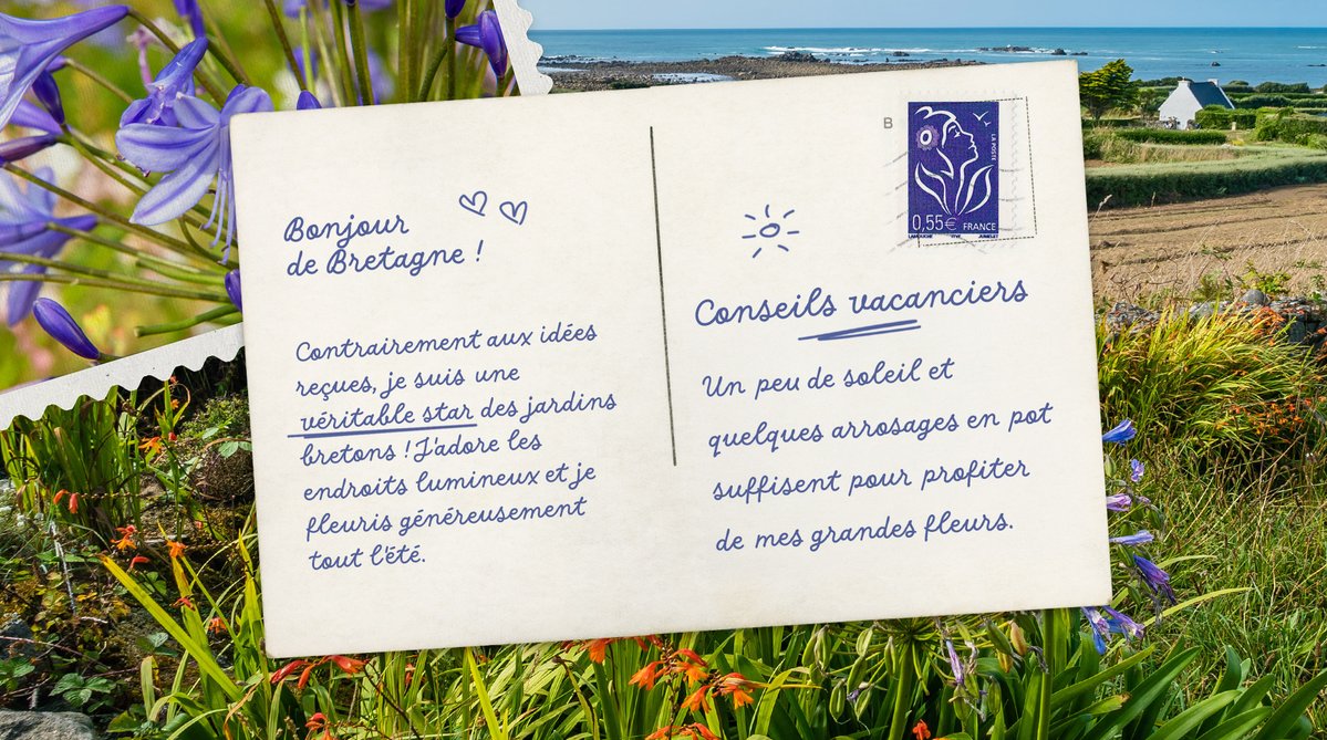 Truffaut's tweet photo. 📨 La carte postale Truffaut 📨
Suite à vos votes, c'est l'agapanthe qui nous fait coucou depuis la Bretagne 🌿 Découvrez son message et ses conseils d'entretien 💌 https://t.co/NTk5h3CZiq