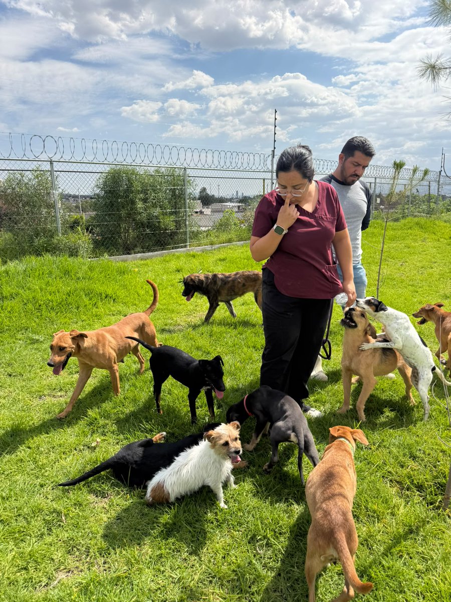 DIBAGobPue's tweet photo. 🐶Ellos no hablan, pero siendo libres se nota su felicidad.

En la Dirección de Bienestar Animal del @DIFGobPue, nuestros médicos veterinarios conviven con perros víctimas de crueldad y maltrato en un espacio natural donde se sientan libres y seguros.🌳✨ https://t.co/KrA9yzq6Eh