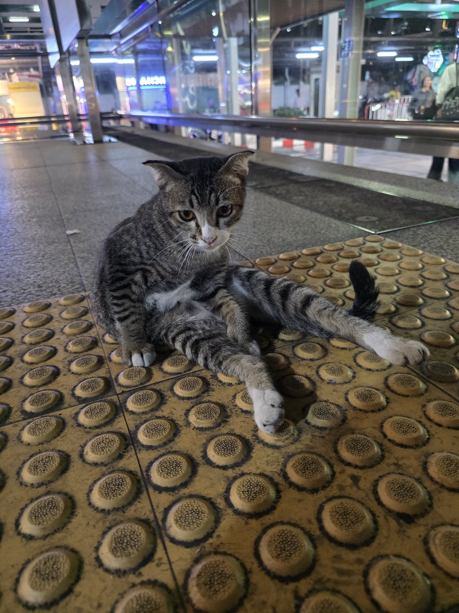 pjytaj's tweet photo. มีแมวใครหายมั้ยคะ เราเจอน้องที่ MRT ห้วยขวางทางออก 1 ทรงน้องไม่เหมือนแมวจรเลยไม่รู้โดนเอามาปล่อยหรือมาว่าหลงมา🥹 น้องน่ารักและดูเชื่องมากแวะจกพุงน้องมะกี้น้องก็เล่นด้วย แง้ง #แมวหาย #แมวหาบ้าน https://t.co/3ft4uS6eUC