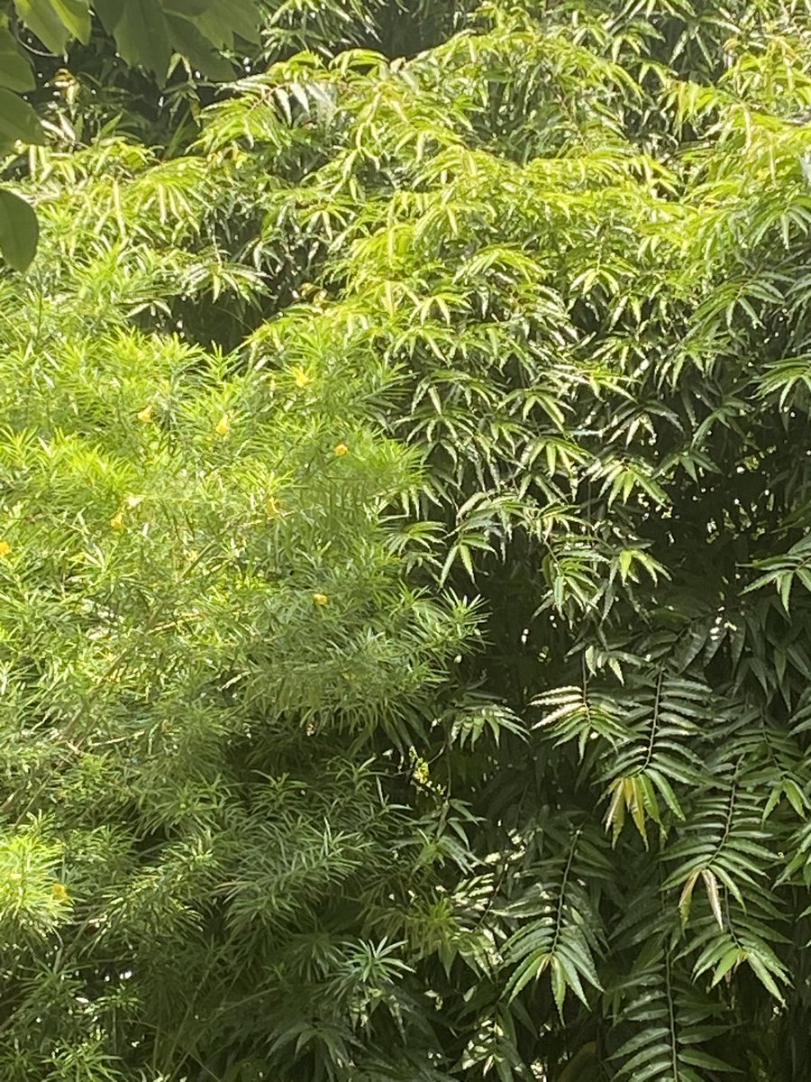lightseekerusha's tweet photo. Nature never rushes, yet everything blooms. 🌿
Every new leaf is a quiet reminder that growth doesn’t need noise—it only needs time. Sometimes, all the soul needs is a little more green. 💚

#NatureDiary #GreenTherapy #MindfulLiving #NaturePhotography #Trees #Peace 🌿 https://t.co/8xXmfkcbOw