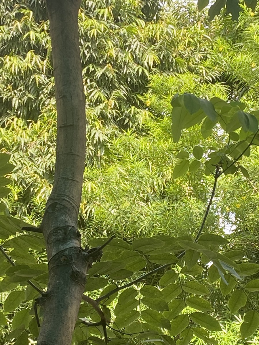 lightseekerusha's tweet photo. Nature never rushes, yet everything blooms. 🌿
Every new leaf is a quiet reminder that growth doesn’t need noise—it only needs time. Sometimes, all the soul needs is a little more green. 💚

#NatureDiary #GreenTherapy #MindfulLiving #NaturePhotography #Trees #Peace 🌿 https://t.co/8xXmfkcbOw