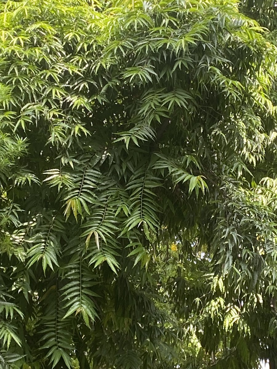 lightseekerusha's tweet photo. Nature never rushes, yet everything blooms. 🌿
Every new leaf is a quiet reminder that growth doesn’t need noise—it only needs time. Sometimes, all the soul needs is a little more green. 💚

#NatureDiary #GreenTherapy #MindfulLiving #NaturePhotography #Trees #Peace 🌿 https://t.co/8xXmfkcbOw