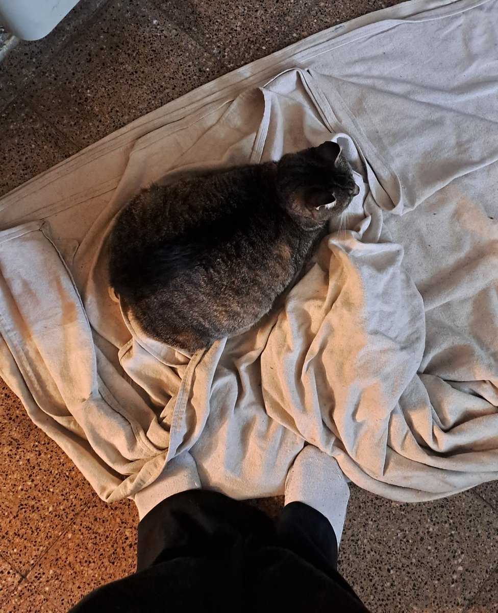 koobinni's tweet photo. me da mucha gracia el cuerpo de mi gata parece que tiene ascitis nose, pero solo es obesa https://t.co/TgET6FY3JP