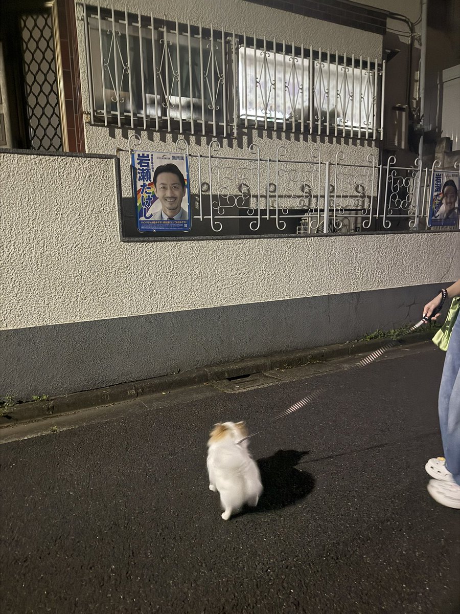 I9wN82's tweet photo. 政治に興味を持ち始めた犬 https://t.co/vss0J1iMQM