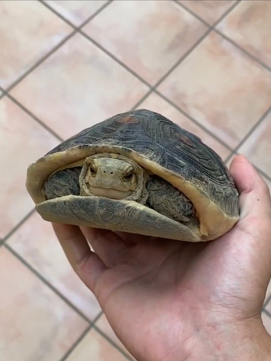 AMAZlNGNATURE's tweet photo. Box turtles can completely seal themselves inside their shells thanks to a built-in hinge
Found only in North America, these slow moving reptiles rely on their unique natural armor as their primary defense, often waiting patiently until danger has passed https://t.co/ivvN1nyMWq
