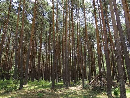 nanosanchez68's tweet photo. @ospordi @tronecillillon @LHispanico Efectivamente, los pinos son una especie autóctona, pero muchos de los bosques de pinos que tenemos no lo son. La mayoría de los bosques autóctonos españoles no son pinares, sino encinares, melojares, alcornocales, etc. ej: lo de la foto son pinos, pero no es un bosque autóctono. https://t.co/heHLlwEJNk