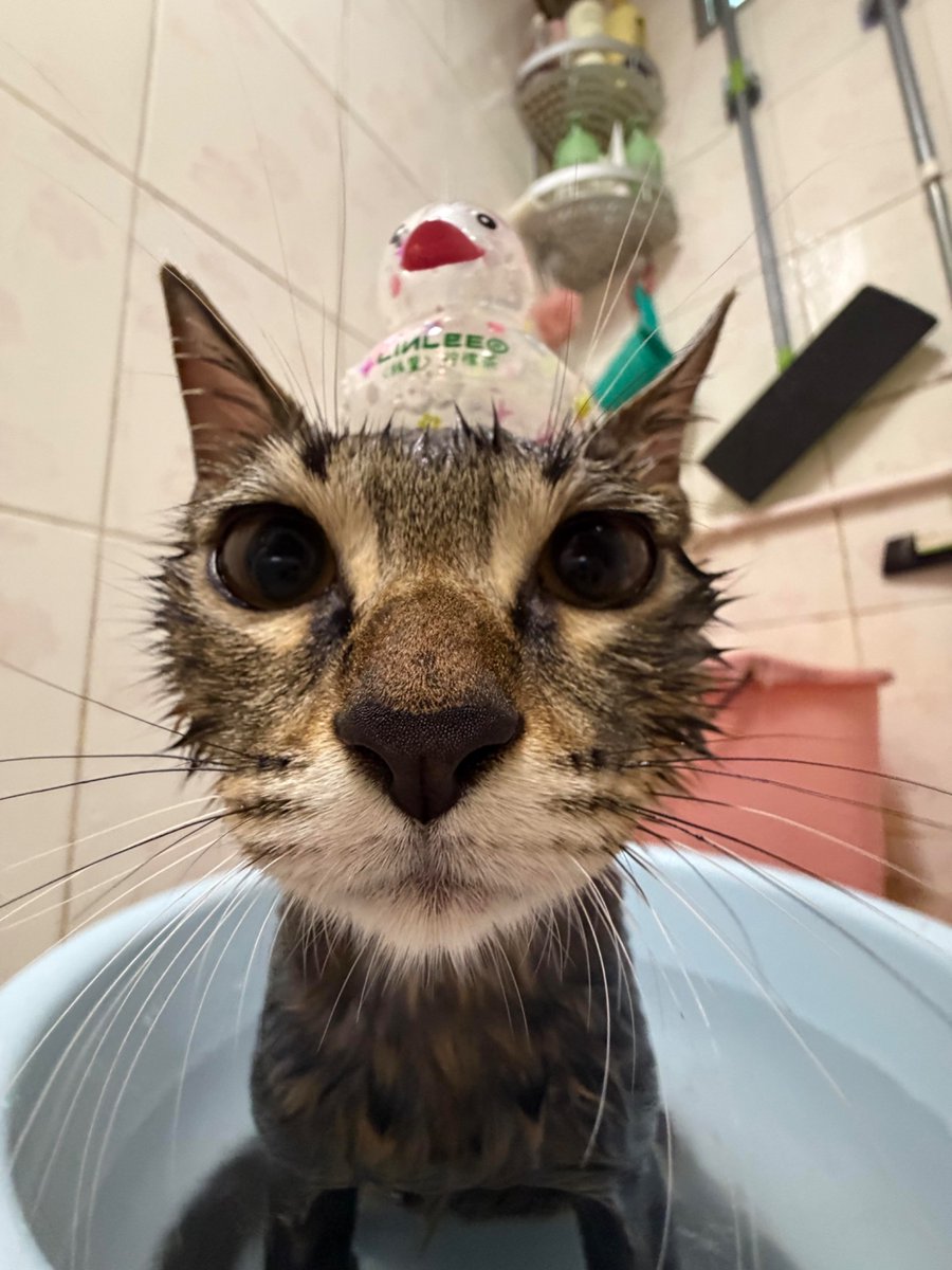 nocontextscats's tweet photo. https://t.co/Qjj8nt2Z04